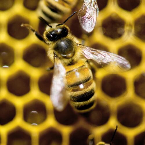 FILE - A hive of honeybees on display at the Vermont Beekeeping Supply booth at the annual Vermont Farm Show at the Champlain Valley Expo in Essex Junction, Vt., Jan. 28, 2014. (AP Photo/Andy Duback, File)