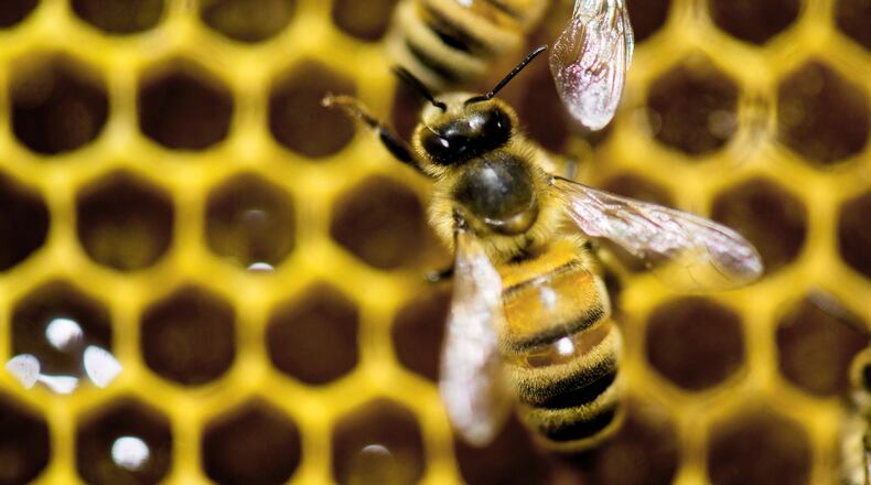 FILE - A hive of honeybees on display at the Vermont Beekeeping Supply booth at the annual Vermont Farm Show at the Champlain Valley Expo in Essex Junction, Vt., Jan. 28, 2014. (AP Photo/Andy Duback, File)