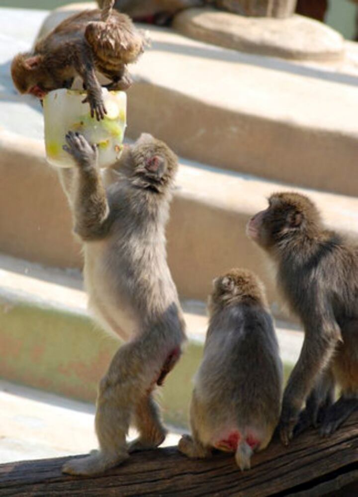 Animals use frozen fruit to cool down in Italy