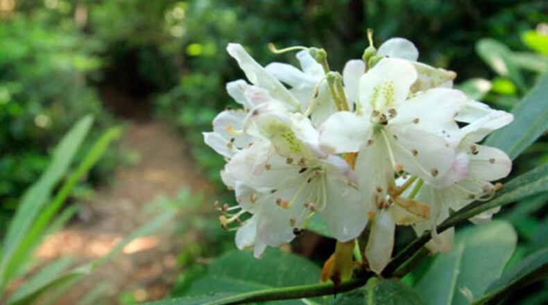 Cold winter nights are essential for rhododendrons to thrive, but in parts of Georgia those cold nights no longer occur.