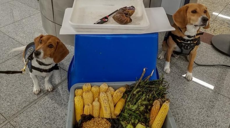 Candie, left, and Chipper, right, sniffed out the snails and food pictured. Source: U.S. Customs and Border Protection