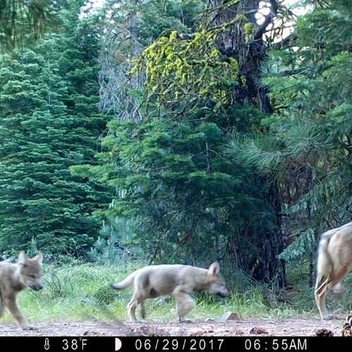 FILE - This remote camera image provided by the U.S. Forest Service shows a female gray wolf and two of the three pups born in 2017 in the wilds of Lassen National Forest in northern California on June 29, 2017. (U.S. Forest Service via AP, File)