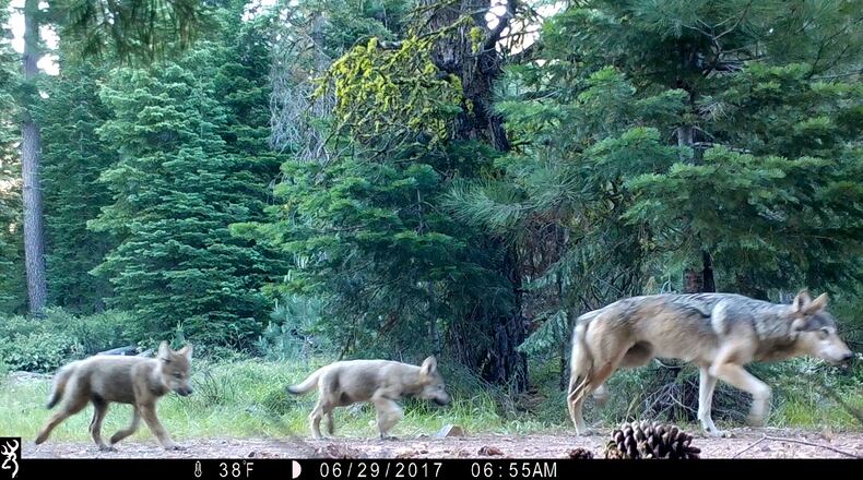 FILE - This remote camera image provided by the U.S. Forest Service shows a female gray wolf and two of the three pups born in 2017 in the wilds of Lassen National Forest in northern California on June 29, 2017. (U.S. Forest Service via AP, File)