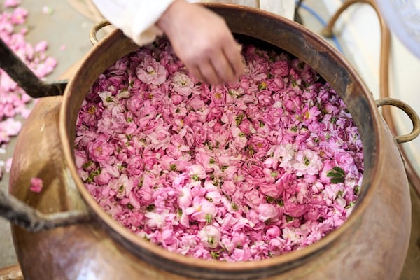 A worker places roses in a copper tin before they're boiled to produce rose products, in Kalaat M'Gouna, Morocco, Wednesday, May 7, 2025. (AP Photo/Mosa'ab Elshamy)