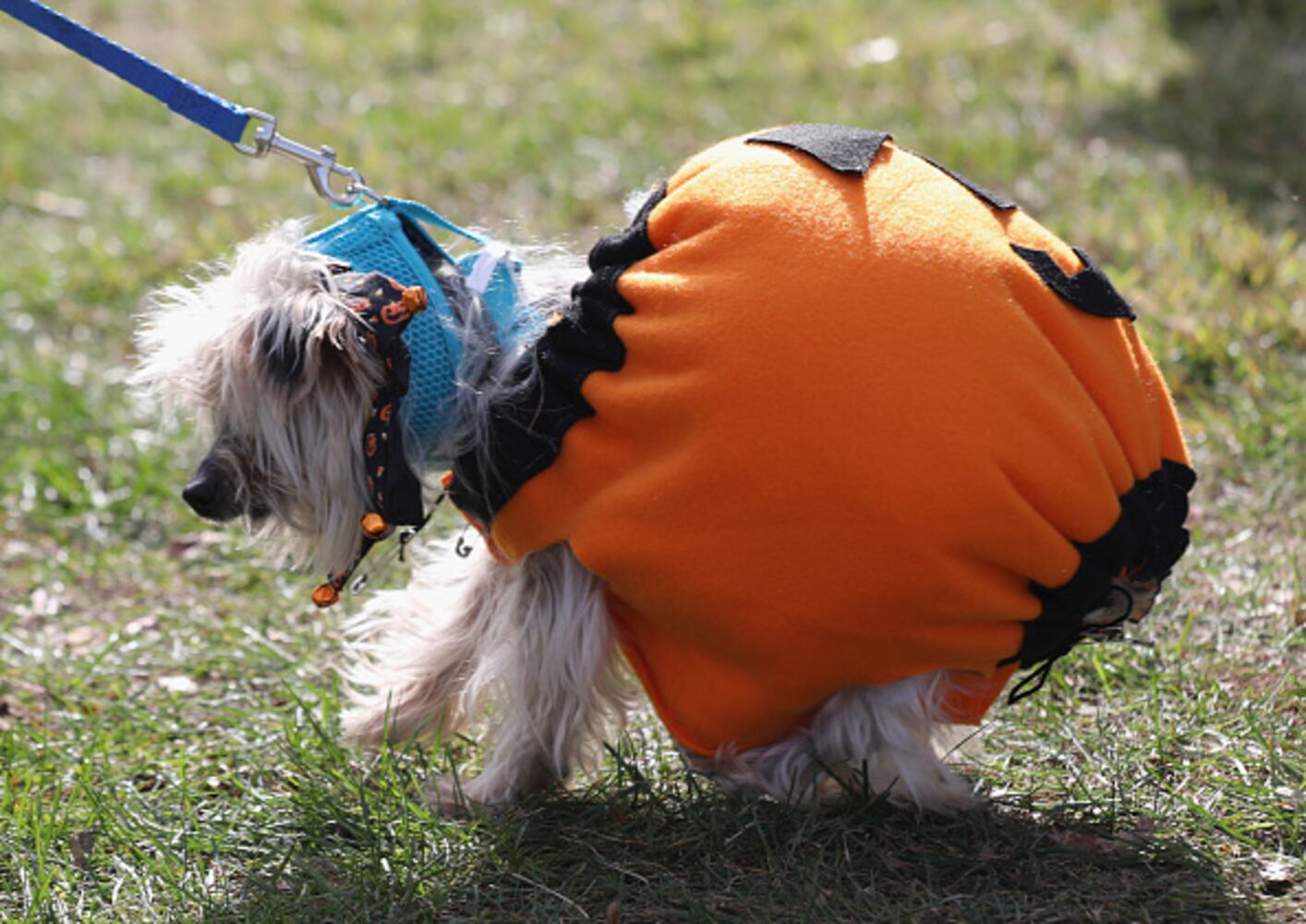 Photos: Dogs put on their HOWLoween best for Barkfest