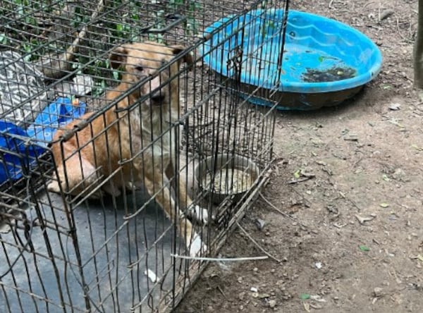 A total of 32 dogs were removed from a property in Catoosa County in August. (Georgia Department of Agriculture)