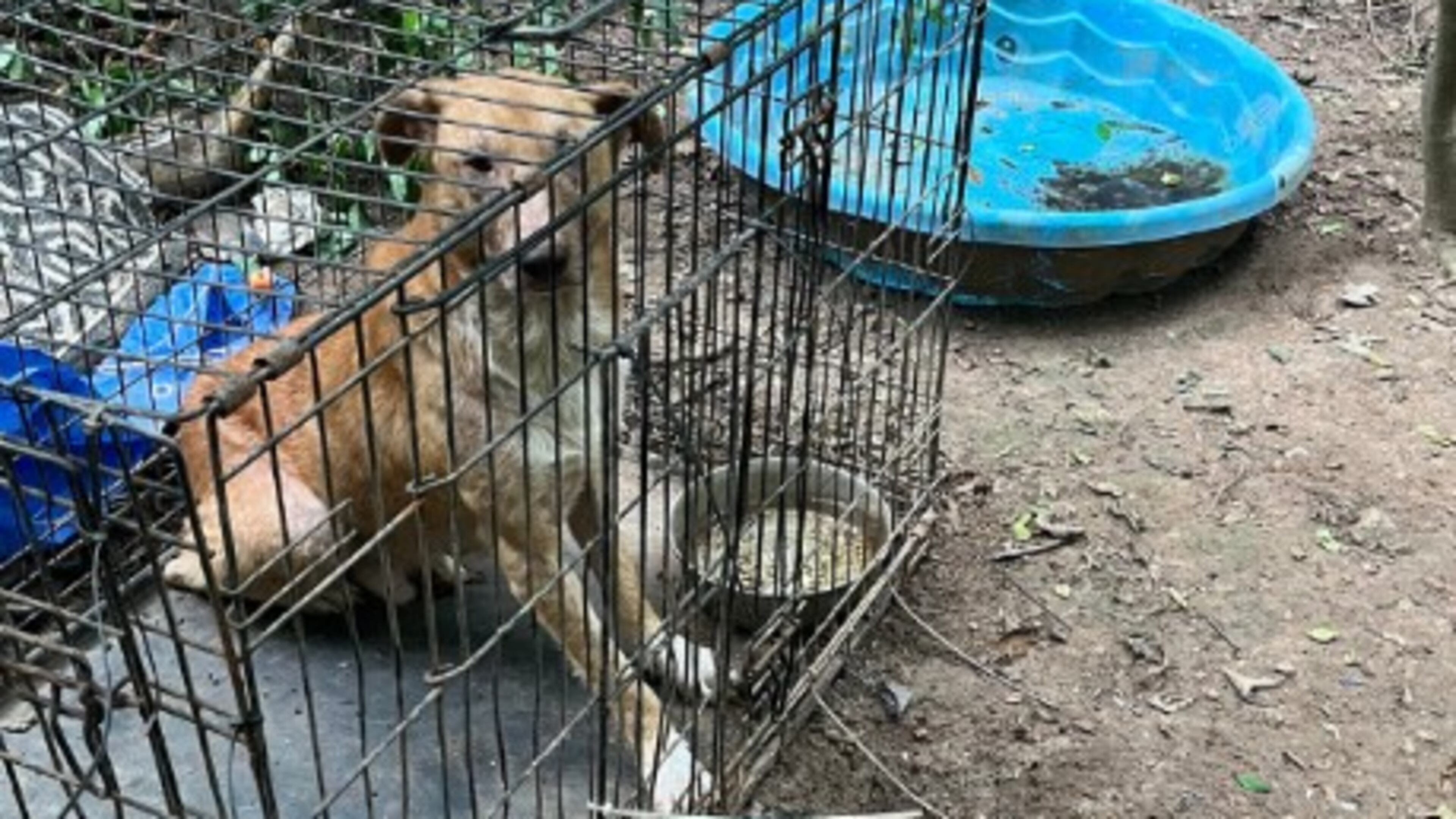 A total of 32 dogs were removed from a property in Catoosa County, according to the Georgia Department of Agriculture. (Department of Agriculture photo)