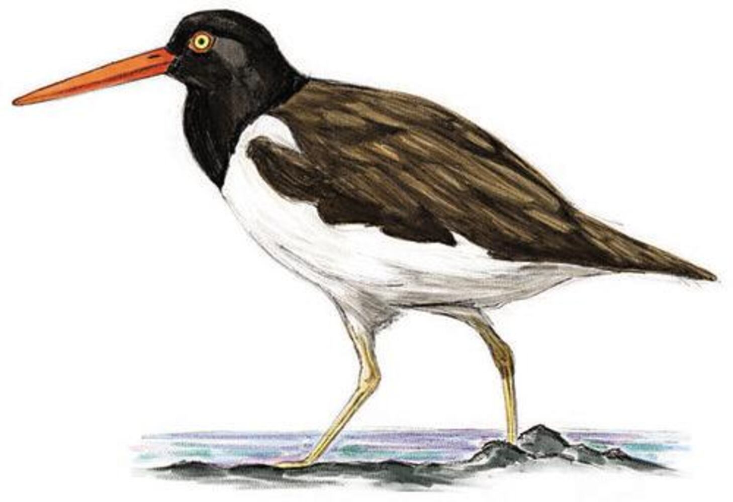 Birds' fortunes not flying high in Georgia