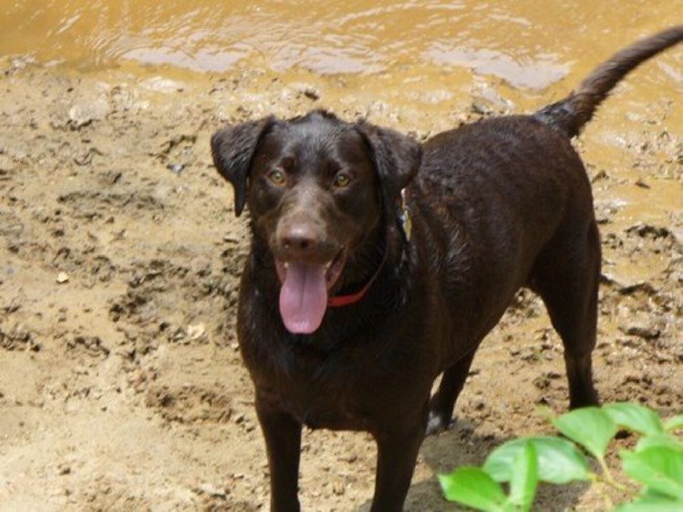 Atlanta's Top Dogs: Labrador Retrievers (IV)