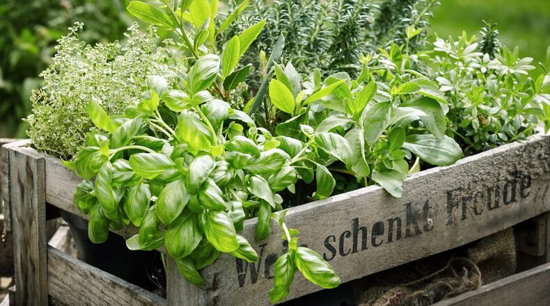The next free YouTube class to be shown by the Cherokee County Master Gardeners is "Cultivating Herbs and Their Uses" from noon-1 p.m. June 24. (Courtesy of Shutterstock)