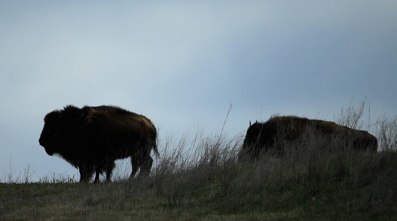 FILE PHOTO: A man in Wyoming challenged a bison in Yellowstone National Park. Park officials say that visitors should stay 25 yards away from the wild animal.