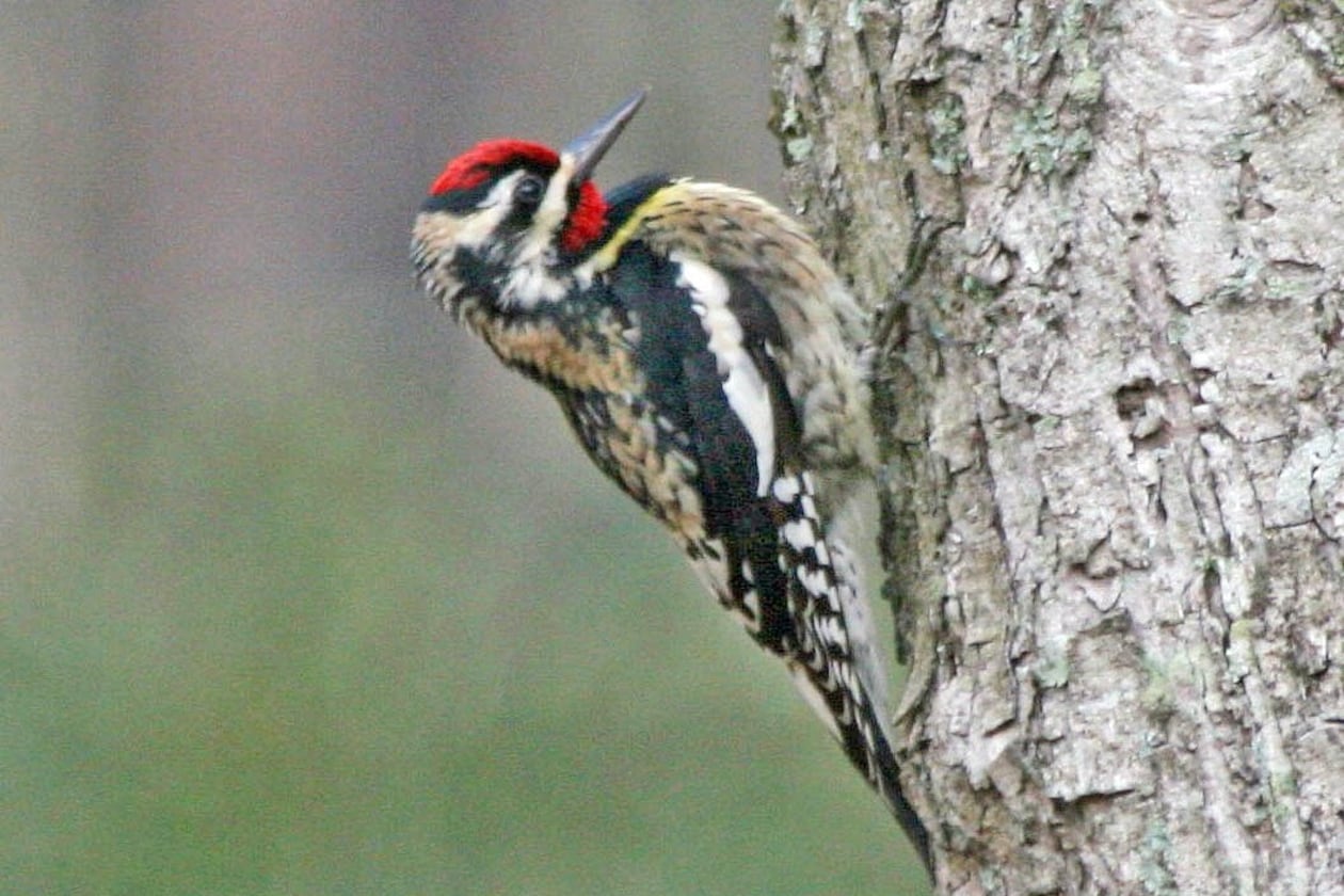 The yellow-bellied sapsucker nests up north during spring and summer and migrates to Georgia and other southern climes for the winter. It is known for drilling holes in tree trunks to drink the trees’ flowing sap. (Dick Daniels/Creative Commons)