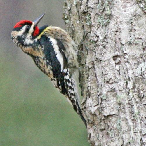 The yellow-bellied sapsucker nests up north during spring and summer and migrates to Georgia and other southern climes for the winter. It is known for drilling holes in tree trunks to drink the trees’ flowing sap. (Dick Daniels/Creative Commons)