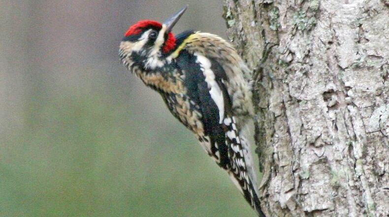 The yellow-bellied sapsucker nests up north during spring and summer and migrates to Georgia and other southern climes for the winter. It is known for drilling holes in tree trunks to drink the trees’ flowing sap. (Dick Daniels/Creative Commons)