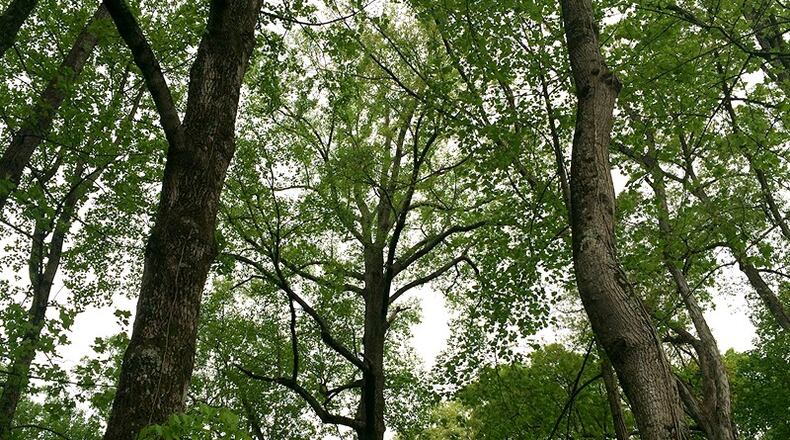 Protecting natural resources is the theme of the annual meeting of the Sandy Springs Council of Neighborhoods. The meeting starts at 6 p.m., March 13, in the Cottage at Lost Corner Preserve Park, 7300 Brandon Mill Road. AJC FILE