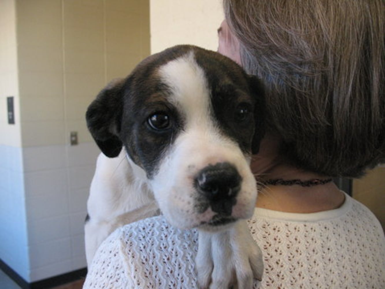Metro Atlanta shelters see spike in unwanted pets