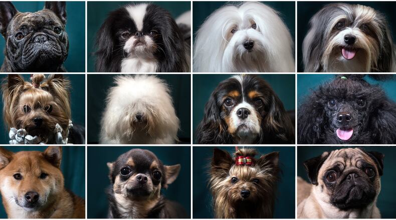 A new museum has opened in Massachusetts -- the Museum of Dog.