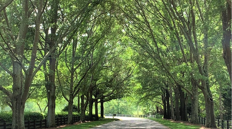 A workshop on Milton's new Tree Canopy Ordinance and requirements for homeowners wishing to remove trees is set for 5 p.m. Wednesday, Sept. 30, at City Hall.