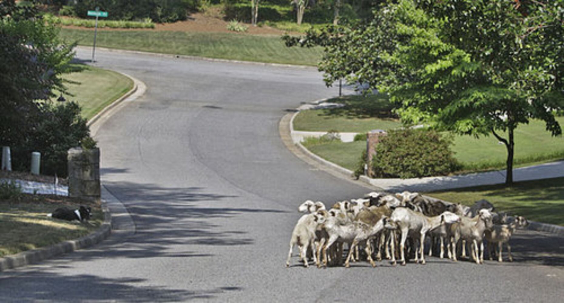Sheep chew through kudzu, poison ivy