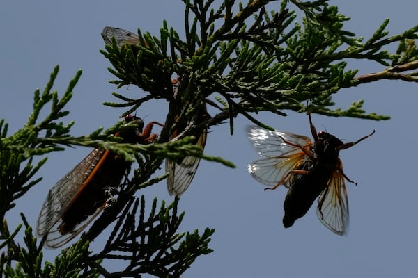 Periodical cicadas fly and gather on a Eastern Redcedar tree at Valley View Nature Preserve, Saturday, May 24, 2025, in Milford, Ohio. (AP Photo/Carolyn Kaster)
