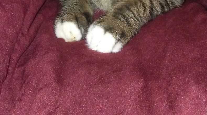 This gray tabby cat secretly hitchhiked into a Cumming thrift store on a donated sofa. Store employees are trying to find her owners. Photo: Crystal Streetman