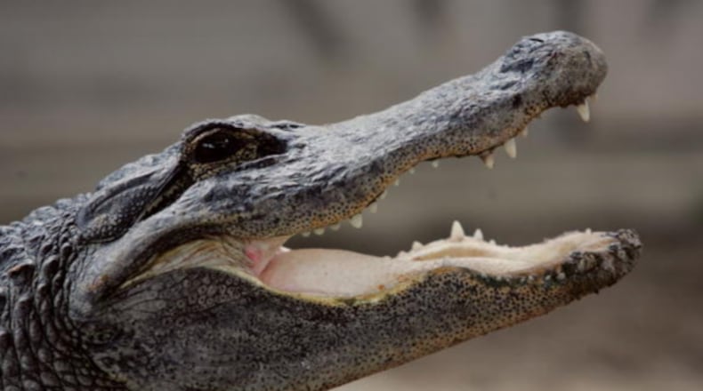 An alligator, like one that attacked a man in Mississippi last week, is pictured here. The victim managed to escape the iron jaws of the gator , which can act like a steel trap and rip an arm off completely. The incident happened on a Mississippi highway as the victim was trying to help relocate the reptile.