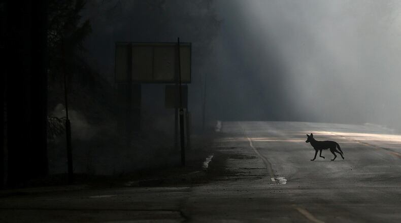 A coyote bit a 7-year-old girl as she walked home after exiting a school bus.