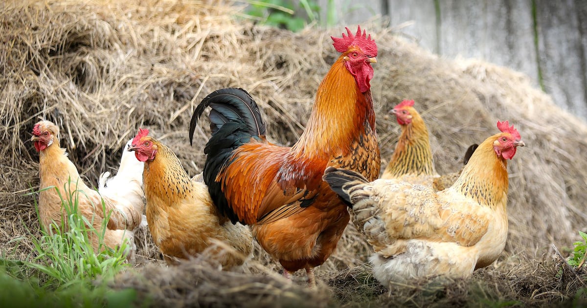 Bird flu found in metro Atlanta backyard flock Bird flu found in metro Atlanta backyard flock