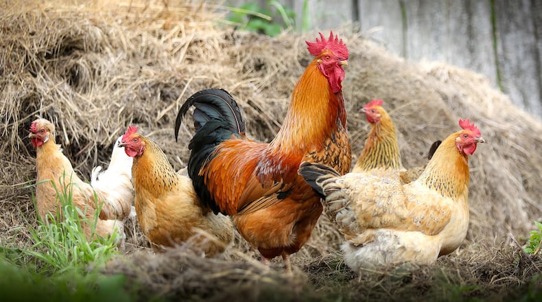 In Alpharetta, chickens are only permitted on property zoned for agriculture.