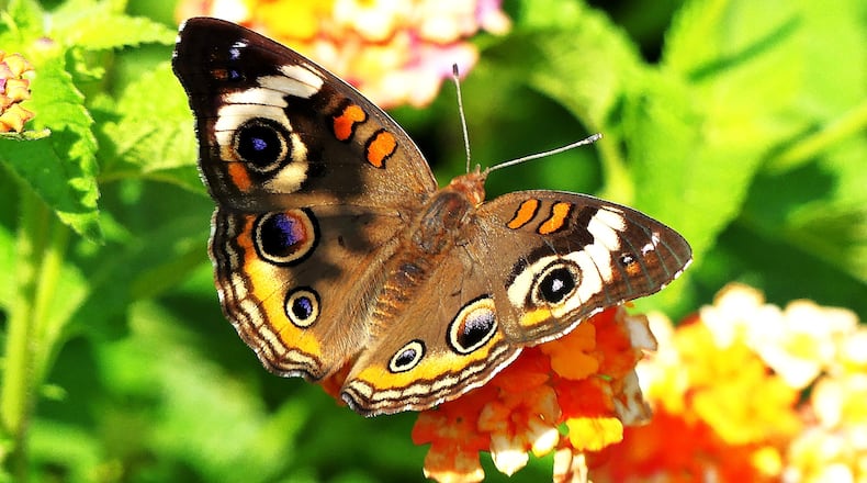 A common buckeye butterfly sips nectar in a Decatur yard. It is one of some 160 butterfly species that occur in Georgia. 
(Charles Seabrook for The Atlanta Journal-Constitution)