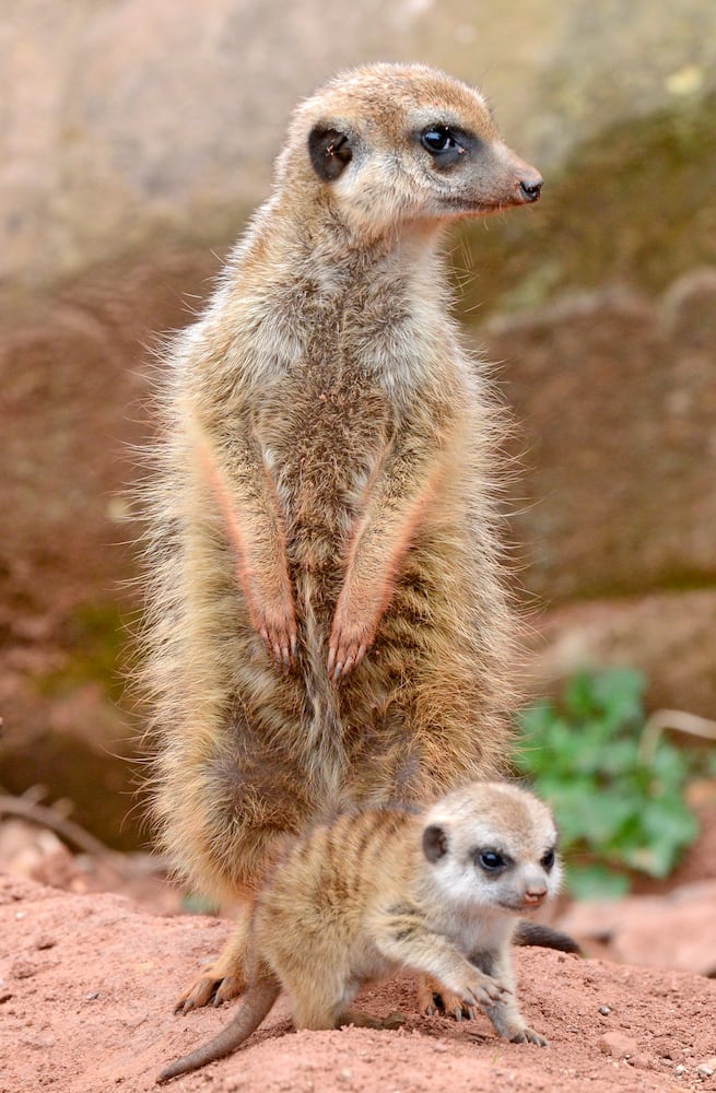 Baby zoo animals, March 2014