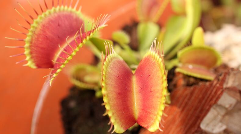 A North Carolina man who was caught with more than 200 Venus flytraps now faces more than 70 felony poaching charges.