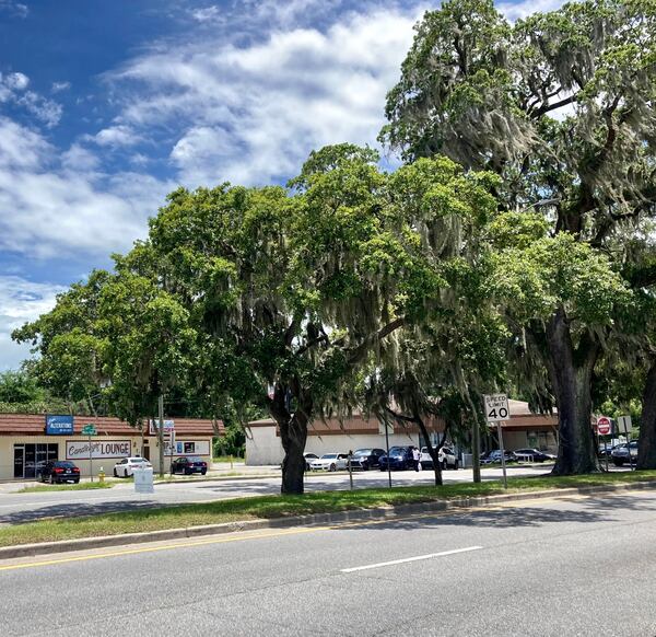A live oak planted in 1993 during street widening on Savannah's southside.