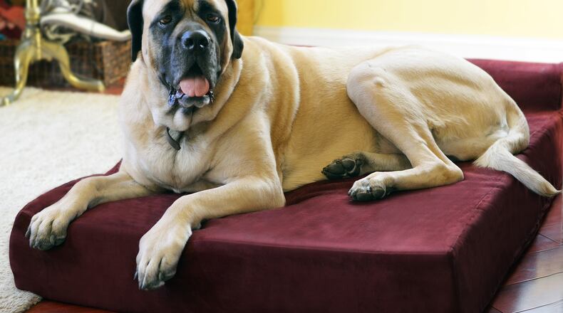 The makers of Big Barker are so confident that your dog won't bottom out on one of its beds that the company offers a 10-year "Can't flatten, won't flatten" warranty.