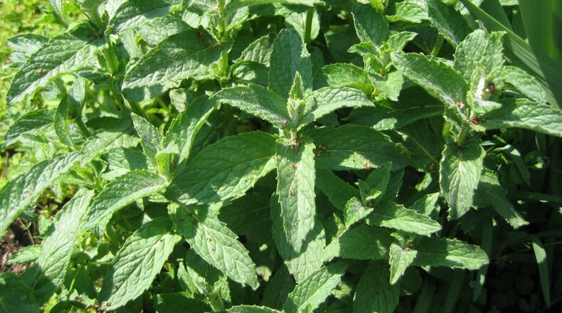 This mint is yummy in drinks, but it will take over your garden for good.
