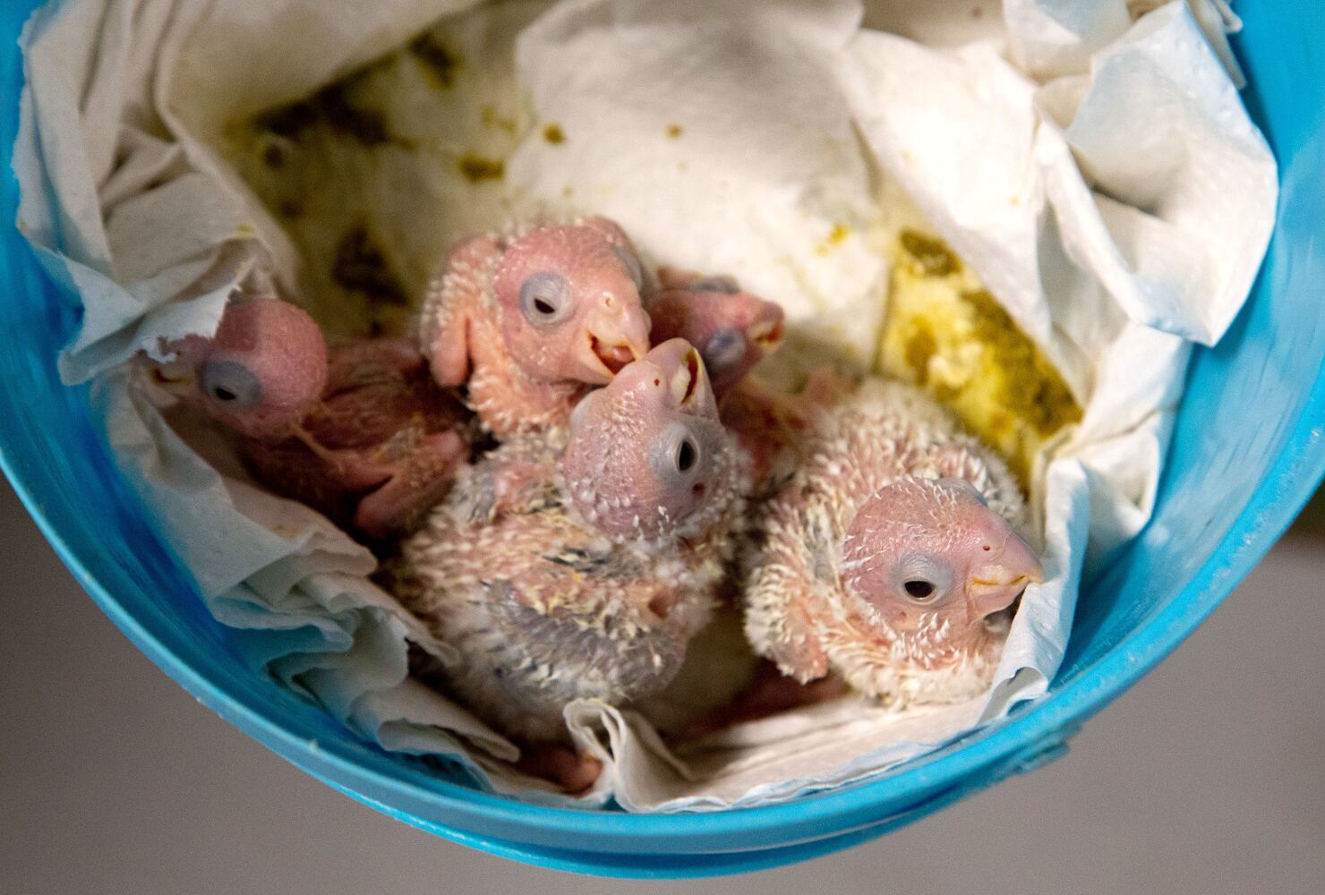 Southeast Exotic Bird Fair