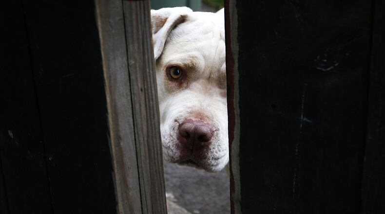 A dog, thought to be a pit bull, like the one above, was in such bad condition when found at a home in Lemon Township, Ohio it didn't survive the night.