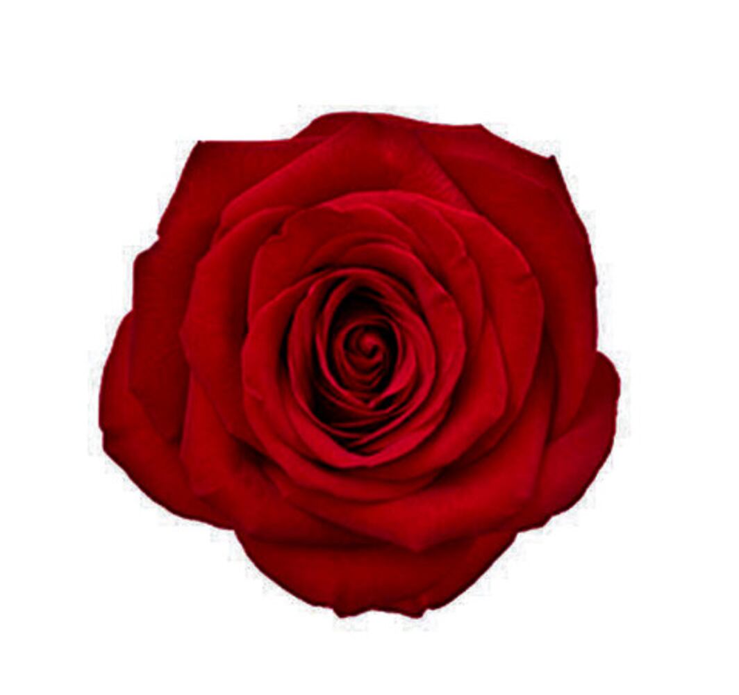 Confused by rose colors? Here's what they mean