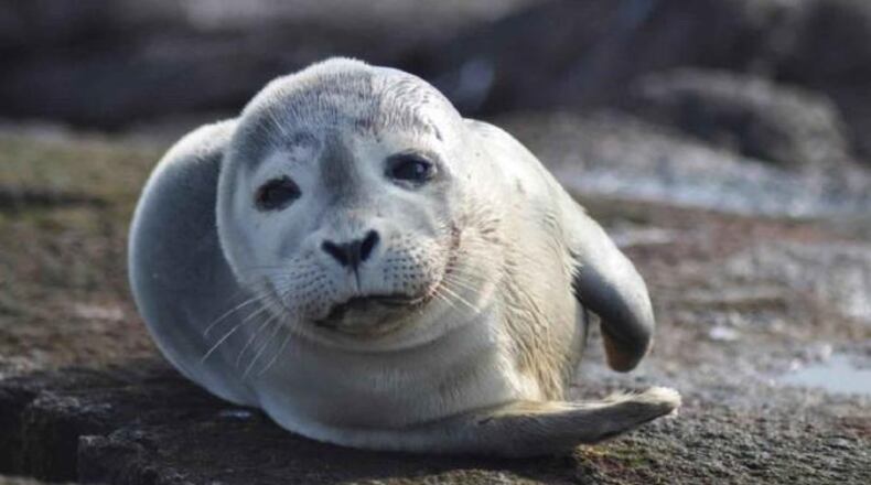 File photo of a harbor seal.