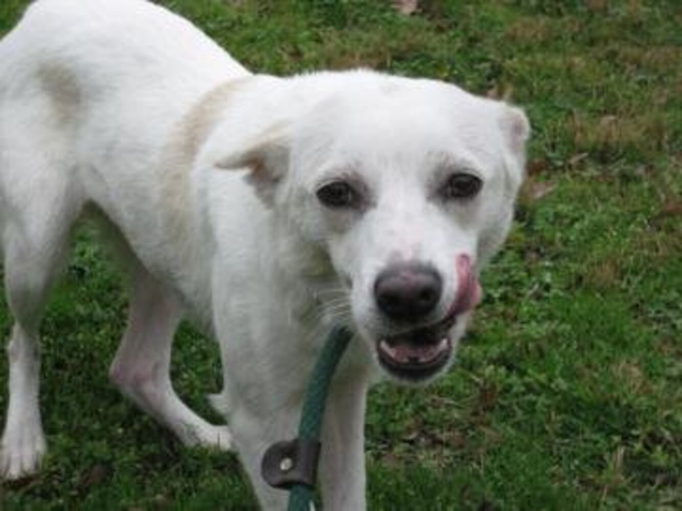 Help Atlanta's adoptable pets find a home: Mar. 24