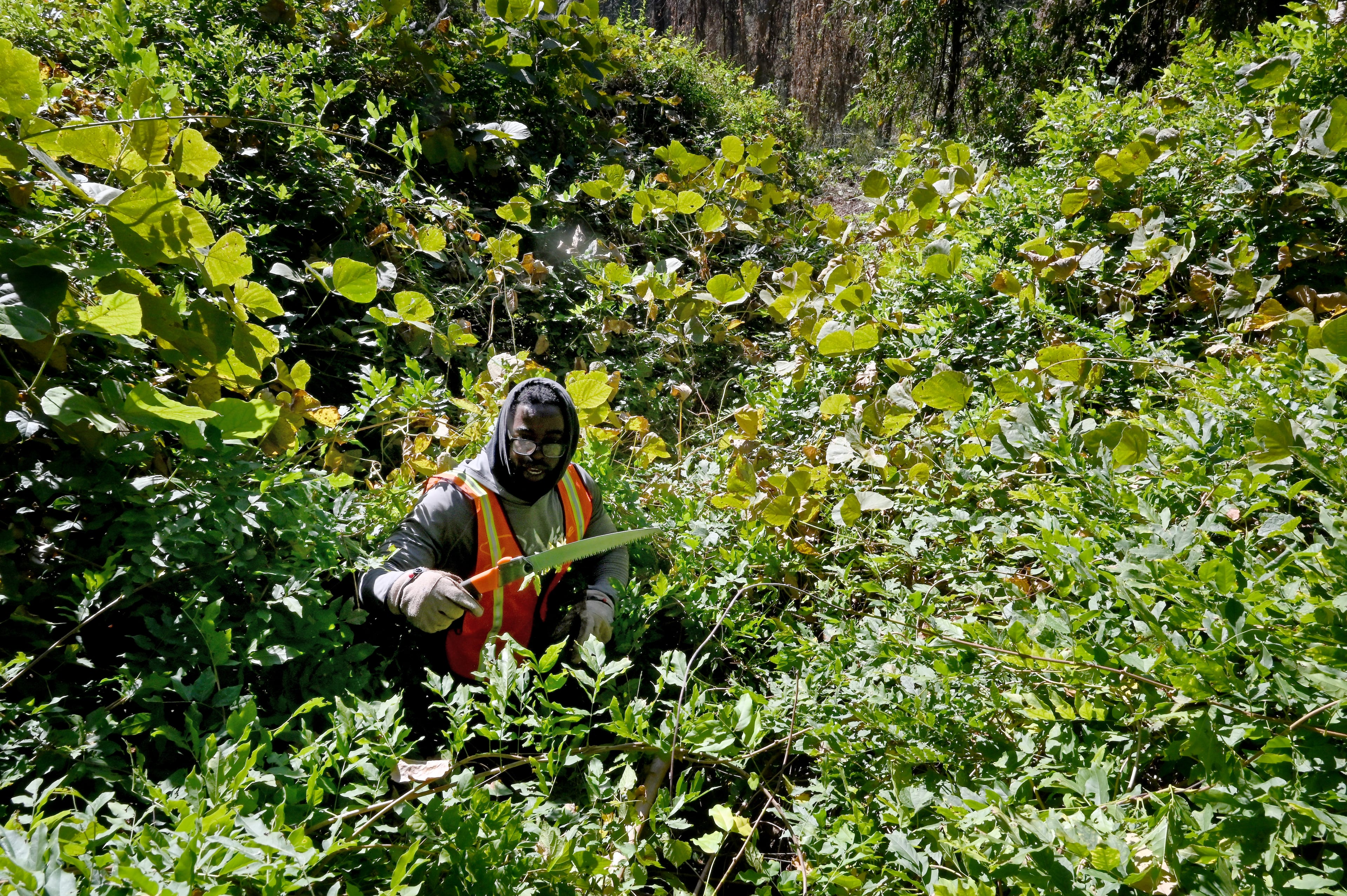 Yusuf Shabazz with Devine GA, clears up decades of kudzu and ivy choking the site of Hollywood Cemetery, 70 acres of abandoned grounds that had been left in neglect for decades, Friday, October 24, 2025, in Atlanta. Shayda Frost and her husband  Tim Amoui, inherited it in 2023 and has been trying to revitalize it. The couple said: 70 acres of abandoned grounds that had been left in neglect for decades. Over the last couple of years, with community volunteers, we’ve: Hosted four cleanups Removed 7,450 pounds of trash — 3.72 tons, including 108 tires Begun clearing decades of kudzu and ivy choking the site. (Hyosub Shin / AJC)