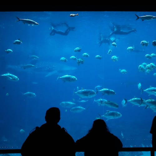 FILE - Georgia Aquarium visitors watch as participants in the Wounded Warrior Project swim in the background, May 6, 2026, in Atlanta. (AP Photo/Brynn Anderson, File)