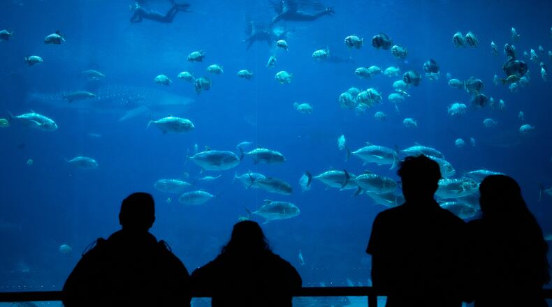 FILE - Georgia Aquarium visitors watch as participants in the Wounded Warrior Project swim in the background, May 6, 2026, in Atlanta. (AP Photo/Brynn Anderson, File)