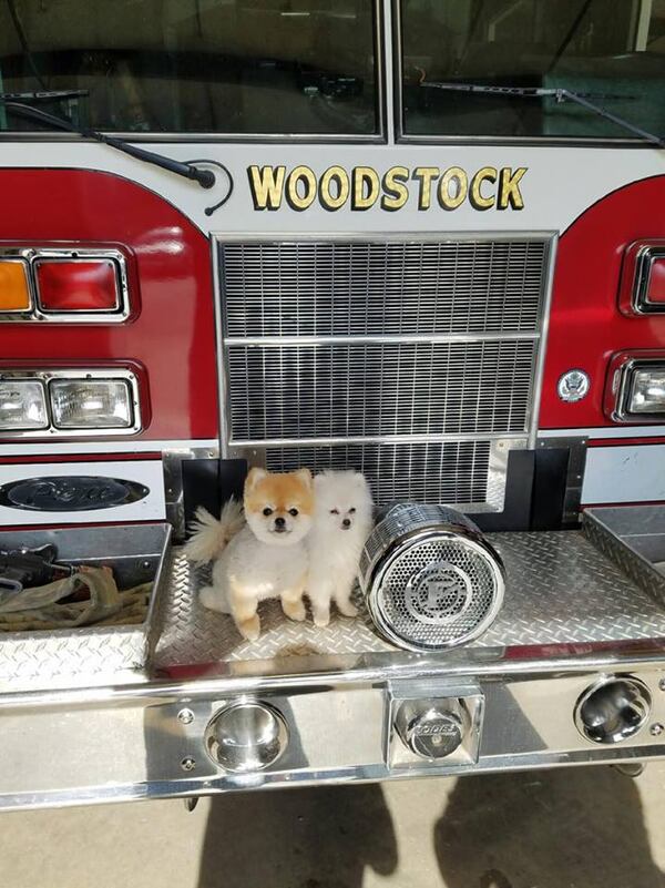 Kristina Perkerson's dogs sit on a Woodstock fire truck. The 6-month-old dog, Kolt, was rescued from a storm drain Wednesday evening. (Family photo)