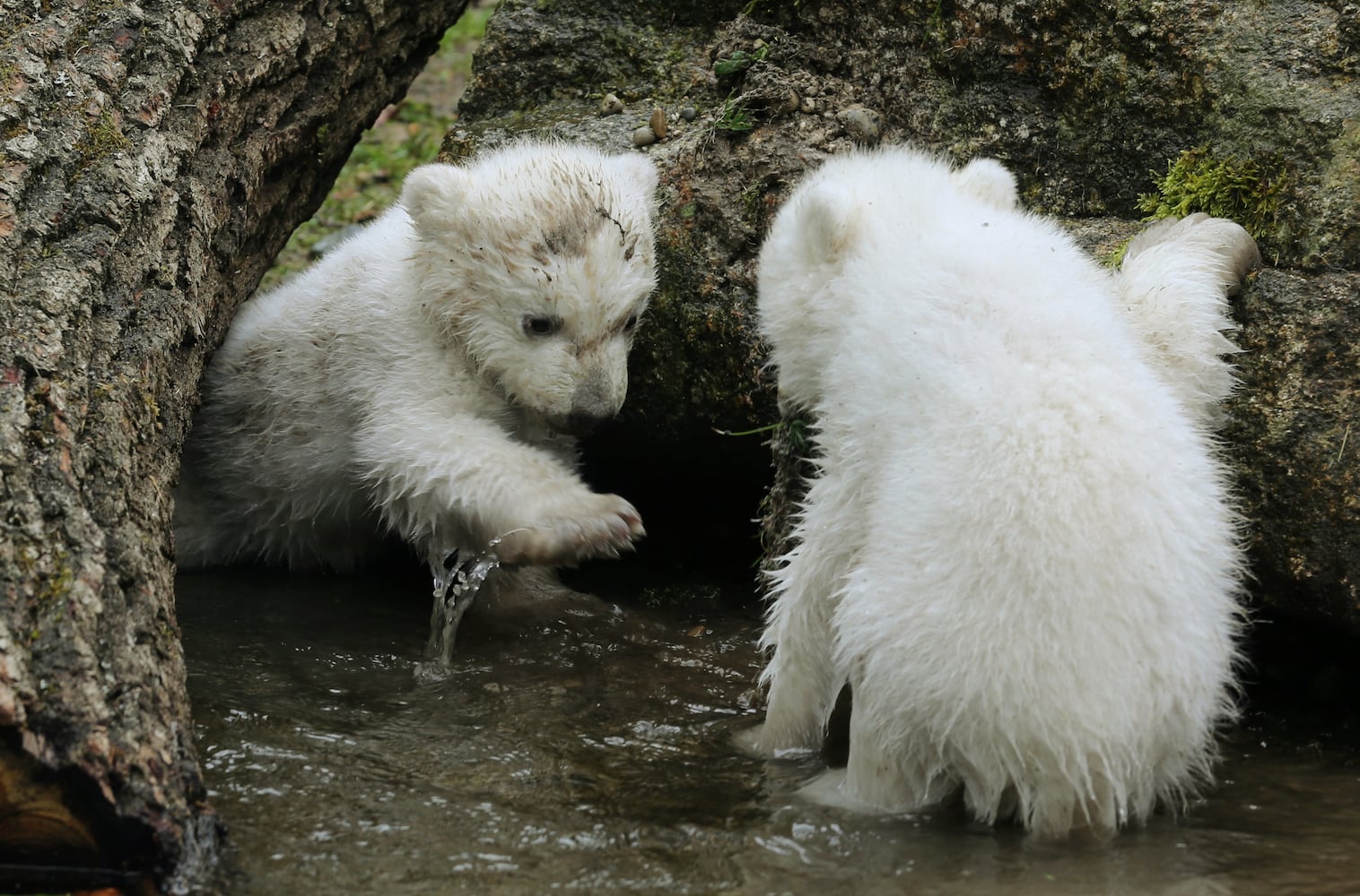 Baby zoo animals, March 2014