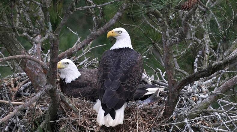 Except for bird flu reducing nest success rates by 30% along the Georgia coast this year, bald eagles are increasing in number across the state at 227 young this year compared to the previous best of 218 in 2017. (Courtesy of Georgia Department of Natural Resources)