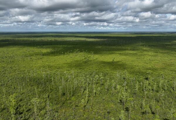 With the Okefenokee Swamp's new World Heritage status, the Conservation Fund nonprofit has projected the swamp could see annual visitors rise to between 1.4 million and 1.6 million by 2035, up from about 800,000 a year today. (Hyosub Shin/AJC 2025)