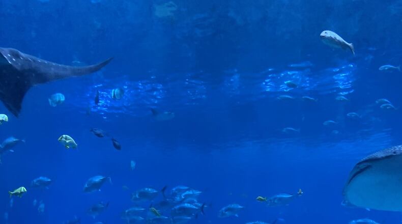 “We recently visited the Georgia Aquarium with our 2-year-old granddaughter and, while at first intimidated by the huge wall of glass, soon became fascinated by the world behind it,” wrote Joe Russell.