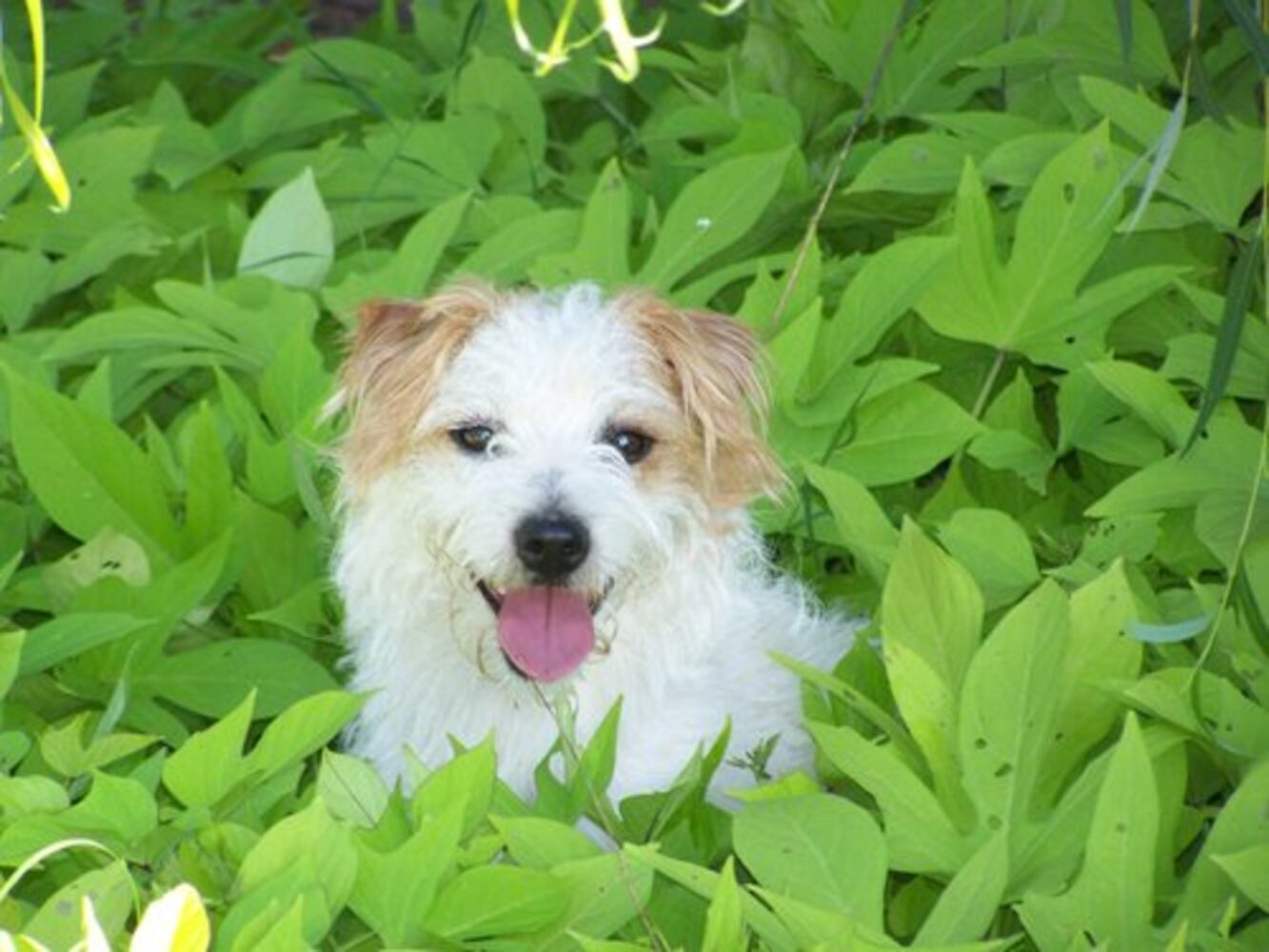 Happy Monday! Atlanta's Smiling Pets