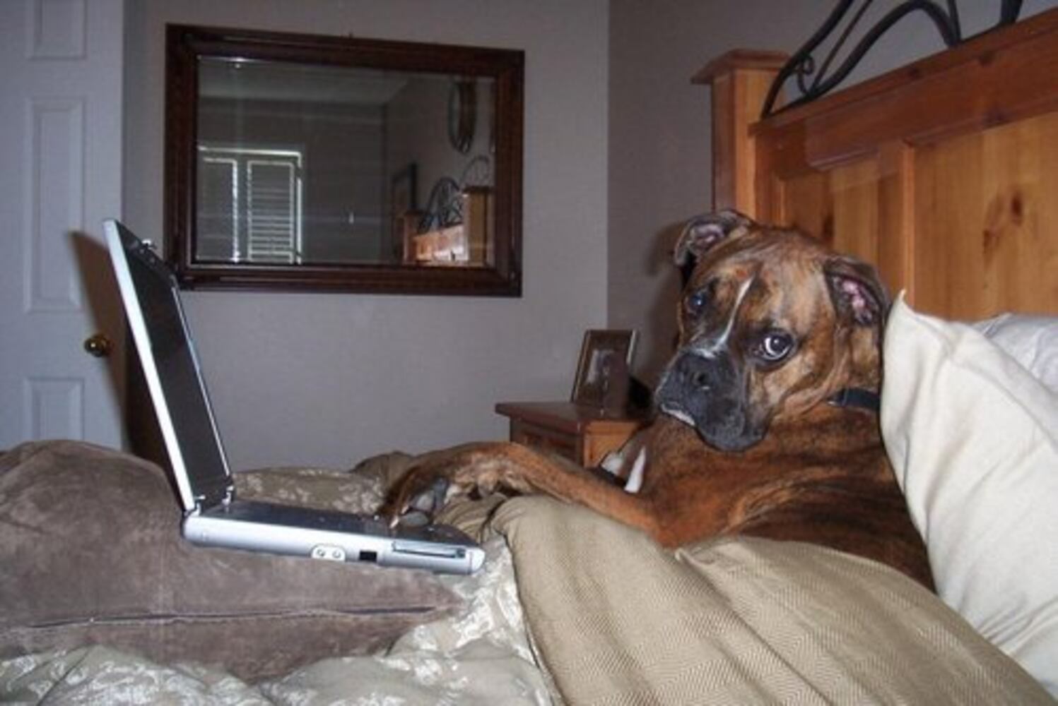 Atlanta's Top Dogs: 5. Boxers